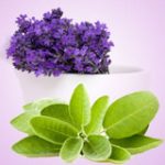 Lavender Sage, Nature’s garden,